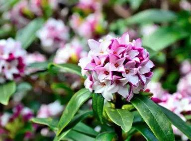 Are Daphne Plants Easy To Grow In NZ?