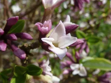 What Does Daphne Flower Smell Like?