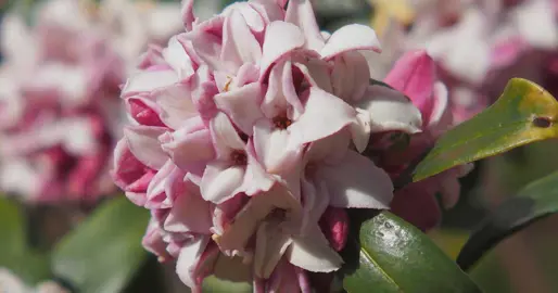 What Is The Lifespan Of A Daphne Plant?