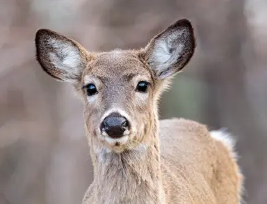 Do Deer Eat Heuchera?