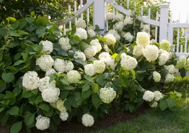 Designing with White Hydrangeas.