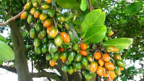 Did Maori Eat Karaka Berries?