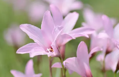 Do Rain Lilies Come In Different Colors?