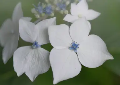 Do White Hydrangeas Change Colour?