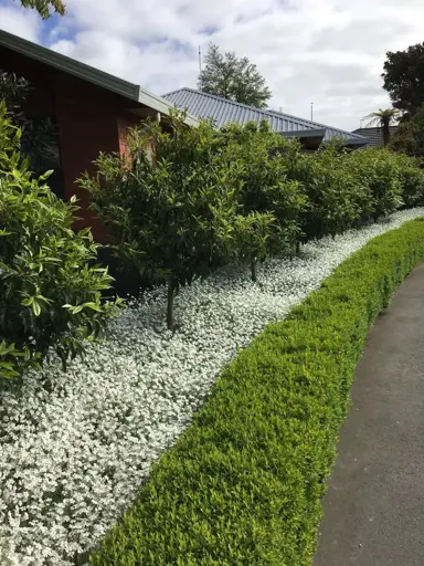 Driveway Ground Cover.