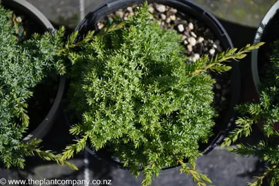 Drought Tolerant Ground Cover.