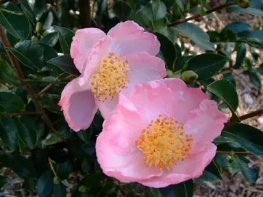 What Is The Easiest Camellia To Grow?