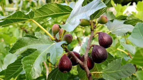 Can You Eat Figs From A Fig Tree?