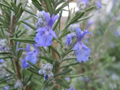 Can You Eat Rosemary Once It Flowers?