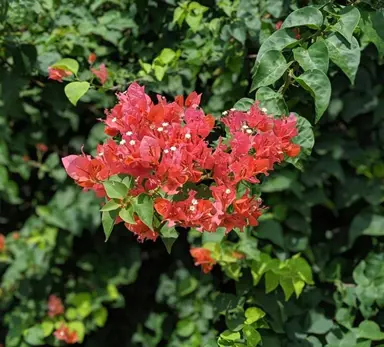 Evergreen Bougainvillea.