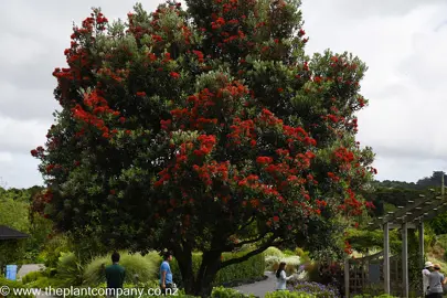 Evergreen NZ Native Trees.