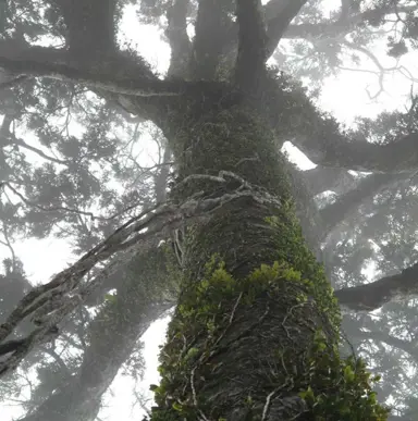 Facts About The Rimu Tree.