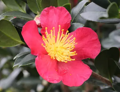 What Are The Fastest Growing Camellias In NZ?