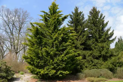 Fast-Growing Conifers.