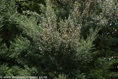 Fast Growing Native Trees.