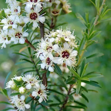 Fast-Growing NZ Native Trees.