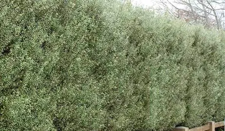 Fast-Growing NZ Native Trees for Privacy.