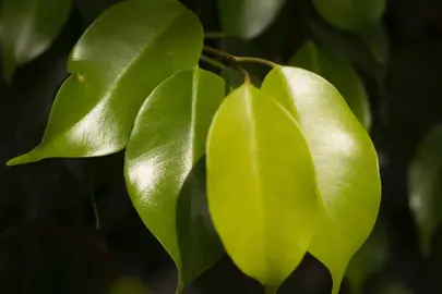 What Is Causing The Ficus Tuffi Leaves To Yellow?