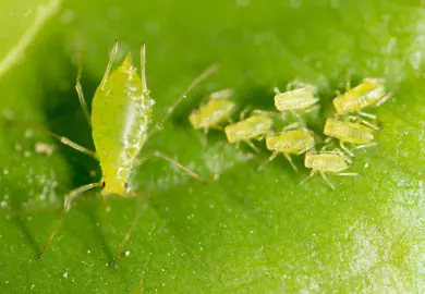 Common Pests On Ficus Tuffi.