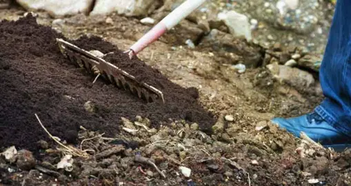 What Is Needed With Fig Tree Soil Preparation?