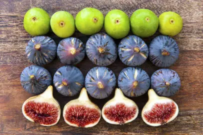 Fig Species.