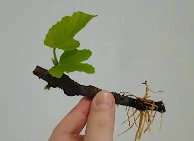 Fig Tree Cuttings In Water.
