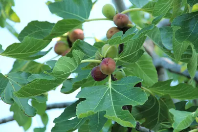 What Does A Fig Tree Look Like?