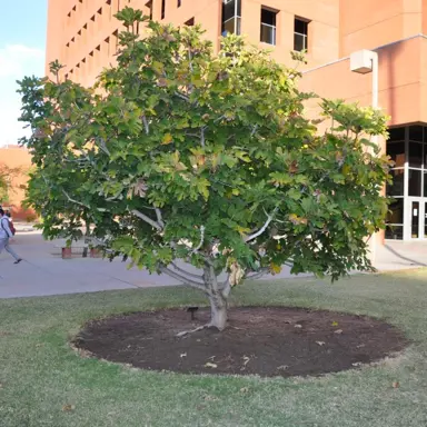 How Big Do Fig Trees Get?