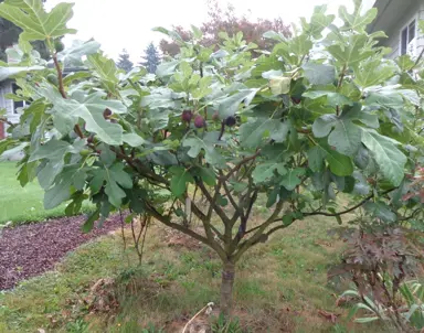 Do Fig Trees Drop Their Leaves?