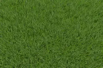 Troubleshooting Common Fine Fescue Issues.