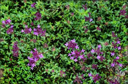 Flowering Ground Cover Plants NZ.