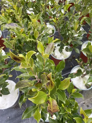 What To Do About Ficus Tuffi Frost Damage?