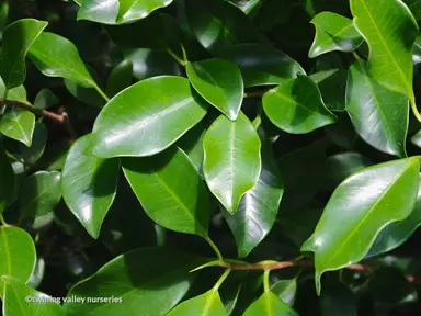 Are Ficus Tuffi Hardy To Frost?