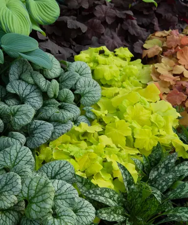 What Are Some Garden Uses For Heuchera?