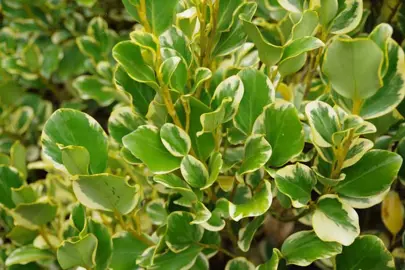 Griselinia Hedge Height.