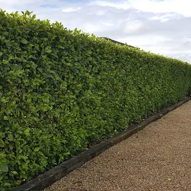 Griselinia Hedge Information.