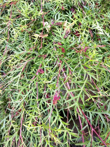 Ground Cover Plants for Full Sun.