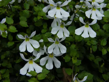 Ground Cover Plants For Shade.