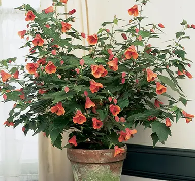 Can I Grow Abutilon In A Pot?