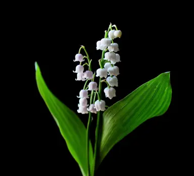 Growing and Caring for Convallaria Lily Of The Valley.