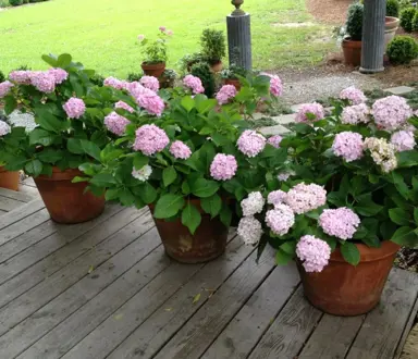 Can You Grow Hydrangea macrophylla In A Pot?