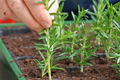 How To Grow Rosemary From Cuttings.