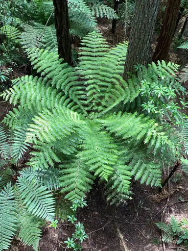 How Do You Grow A Silver Fern Plant?