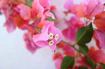 Growing Bougainvillea.