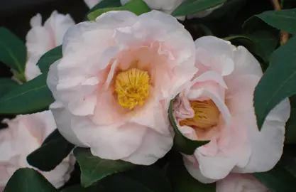 Growing Camellia japonica In NZ.