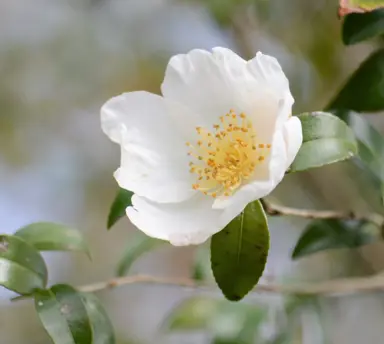 Growing Camellia sasanqua.