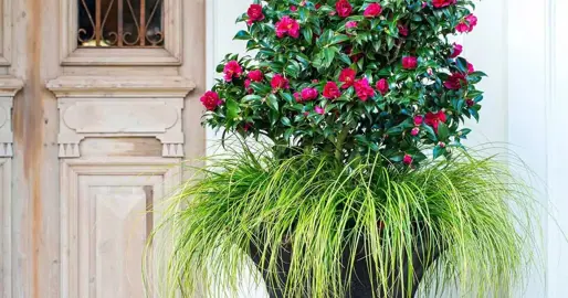 Growing Camellias In Pots.