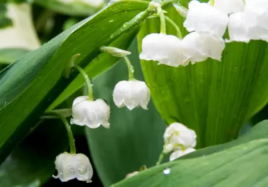 Growing Lily Of The Valley.