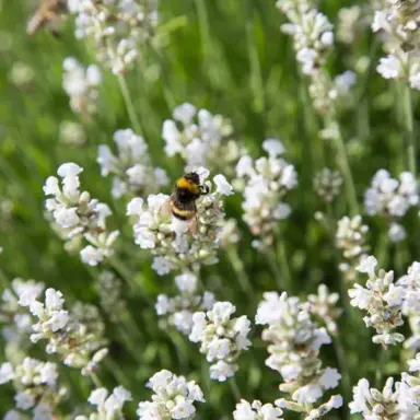 Growing and Trimming White Lavender.