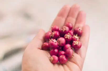 Harvesting and Enjoying Chilean Guava Berries.